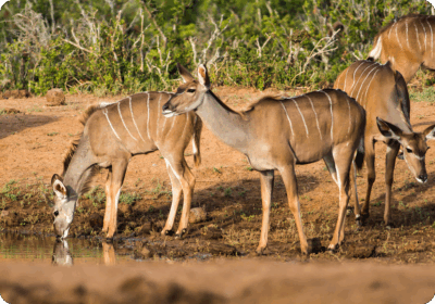 Selous Day Safari