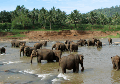 Sri Lanka 7 Nights 8 Days